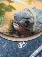 3x Ancistrus, Dieren en Toebehoren, Vissen | Aquariumvissen, Vis