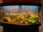 Juwel 120 vision Aquarium, Dieren en Toebehoren, Vissen | Aquaria en Toebehoren, Ophalen, Gebruikt, Gevuld zoetwateraquarium