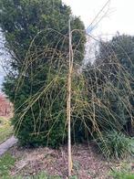 bomen, Treurboom, Lente, 400 cm of meer, Ophalen