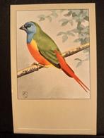 Indische Nonpareil ansichtkaart P Sluis getek Rein Stuurman, Verzenden, Ongelopen, Vogel