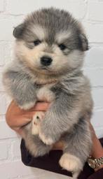POMSKYNEDERLAND PUPS BESCHIKBAAR, Dieren en Toebehoren, Nederland, CDV (hondenziekte), 8 tot 15 weken, Poolhond