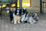 Puppy’s Duitse herder /Australian shepherd x Samojeed, Dieren en Toebehoren, 8 tot 15 weken, Meerdere, Meerdere dieren, Middel