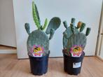 Opuntia Vulgaris - Schijfcactus/Vijgcactus/Prickly Pear 47cm, Huis en Inrichting, Kamerplanten, Ophalen, Halfschaduw, Cactus, Minder dan 100 cm