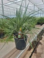 Butia Capitata palmboom, Ophalen, Zomer, Overige soorten, Volle zon