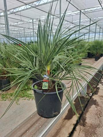 Butia Capitata palmboom
 beschikbaar voor biedingen