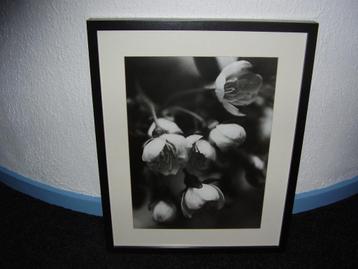 Schilderij Orchidee Ikea 3 stuks