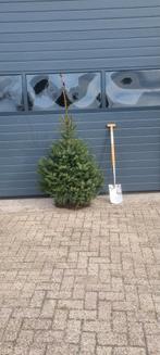 Picea omorika / Servische spar 125/150 cm / 150/175 €15,00, Tuin en Terras, Planten | Bomen, Ophalen, Bloeit niet, Halfschaduw