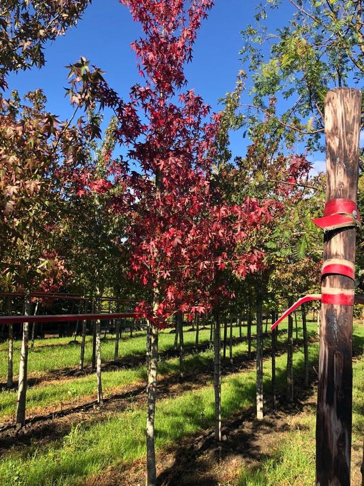 Liquidanbar styraciflua Amberboom rode herfstkleur outlet, Tuin en Terras, Planten | Bomen, Overige soorten, 400 cm of meer, Volle zon