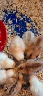 Broedeieren Araucana x Isa Brown legkip Broedeieren, Dieren en Toebehoren, Pluimvee, Geslacht onbekend, Kip