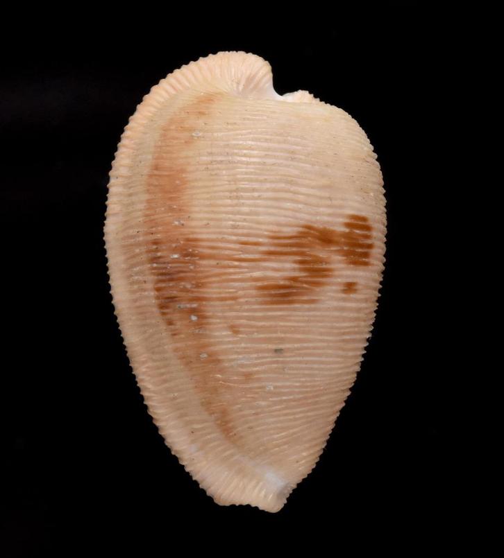 Schelpen: Cypraea capensis 30,5mm - strandexemplaar -, Verzamelen, Mineralen en Fossielen, Schelp(en), Ophalen of Verzenden