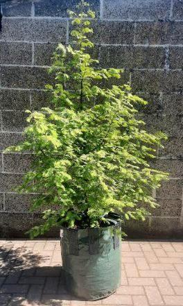 Metasequoia bomen: levend fossiel uit china, snel groeiend, Tuin en Terras, Planten | Bomen, Overige soorten, Volle zon, Ophalen