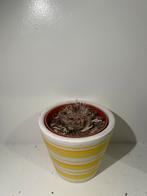 Mini Cactus in Pot, Tuin en Terras, Bloempotten, Ophalen, Rond, Binnen, Zo goed als nieuw