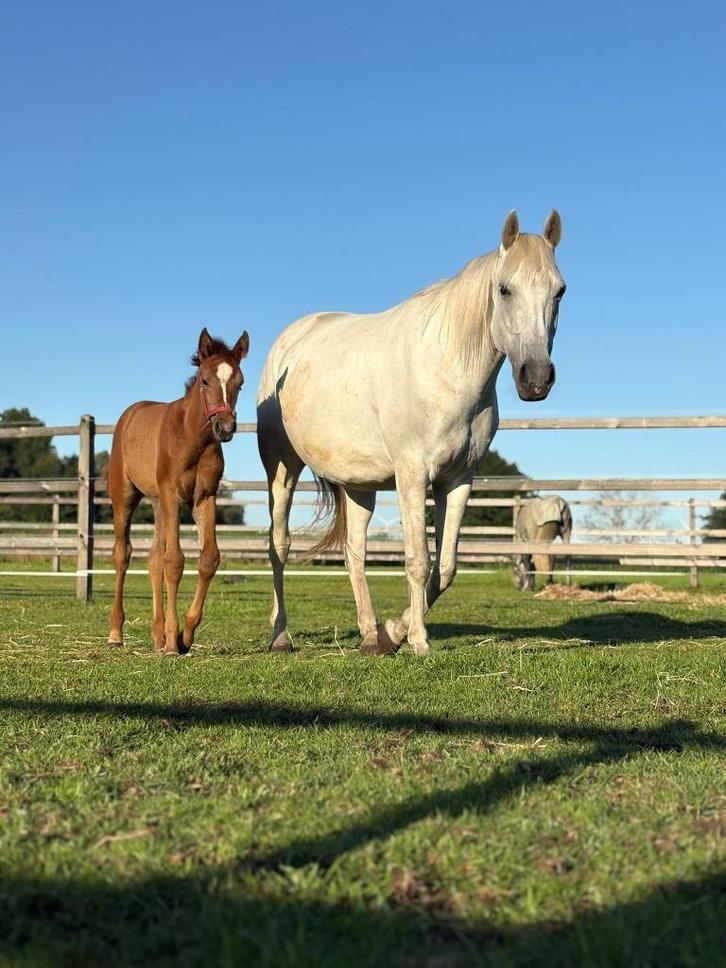 Volbloed Arabische Merrie, Dieren en Toebehoren, Paarden, Merrie, Zadelmak, Minder dan 160 cm, 7 tot 10 jaar, Dressuurpaard, Met stamboom
