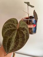 Ornamental Yam Dioscorea discolor Klimplant Hangplant, Huis en Inrichting, Kamerplanten, Ophalen of Verzenden, Overige soorten