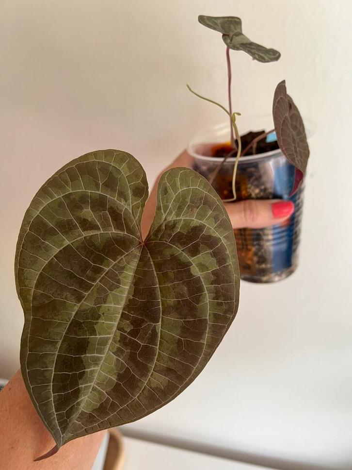 Ornamental Yam Dioscorea discolor Klimplant Hangplant, Huis en Inrichting, Kamerplanten, Overige soorten, Minder dan 100 cm, Ophalen of Verzenden