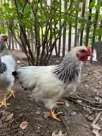 Wyandotte kriel Columbia haan, Dieren en Toebehoren, Pluimvee, Mannelijk, Kip