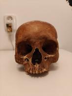 Antieke mensenschedel (2), Ophalen of Verzenden