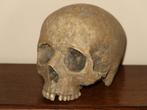 realistische REPLICA Schedel mens, Skull anatomie DELUXE #57, Ophalen of Verzenden