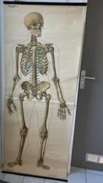 Oude schoolplaten linnen papier - anatomie, Antiek en Kunst, Antiek | Schoolplaten, Verzenden, Natuur en Biologie