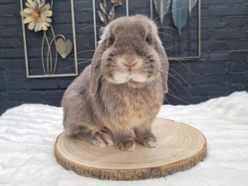 Raszuivere Nederlandse hangoordwerg super lief!, Dieren en Toebehoren, Konijnen, Dwerg, Mannelijk, 0 tot 2 jaar, Hangoor