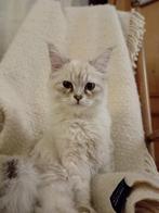 HOGE BELONING Ragdoll/Siberis Nijmeg Korenbloemstr di20 jan, Dieren en Toebehoren, Vermiste en Gevonden Dieren, Kat