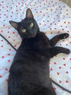 8 month old kitten up for adoption️, Poes, Gechipt, 0 tot 2 jaar