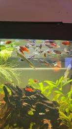 Endler guppen-Guppys-Endlers, Ophalen