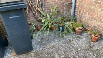 Gratis kamerplanten  beschikbaar voor biedingen