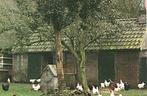 963889	Drenthe	Boerderij	Mooie Oude kaart onbeschreven, Ophalen of Verzenden, Ongelopen, Drenthe