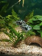 Bleu parot's, Dieren en Toebehoren, Vissen | Aquariumvissen, Vis