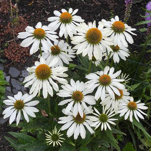 Zaden zonnehoed wit  (Echinacea purpurea “Alba”), Tuin en Terras, Bloembollen en Zaden, Zaad, Voorjaar, Volle zon, Ophalen of Verzenden