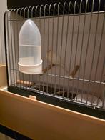 Witte Waterslager kanarieman goede zanger, Dieren en Toebehoren, Mannelijk