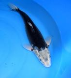Kumonryu / Hageshiro 43-47 cm Sansai, Karper of Koi