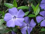 Maagdenpalm Vinca in blauw paars en wit, Ophalen of Verzenden, Zomer, Vaste plant, Bodembedekkers