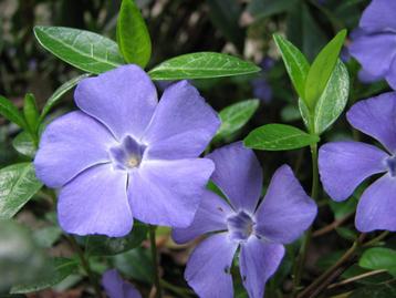 Maagdenpalm Vinca in blauw paars en wit beschikbaar voor biedingen