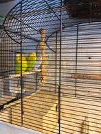 2 koppel vogels, Dieren en Toebehoren, Meerdere dieren