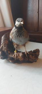 Opgezette Rode Patrijs, Ophalen of Verzenden, Zo goed als nieuw, Vogel, Opgezet dier