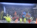 Discus vissen / discus koppel te koop, Dieren en Toebehoren, Vissen | Aquariumvissen, Vis, Zoetwatervis, Schoolvis