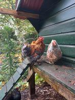 Gratis cochin haan, Dieren en Toebehoren, Pluimvee, Mannelijk, Kip