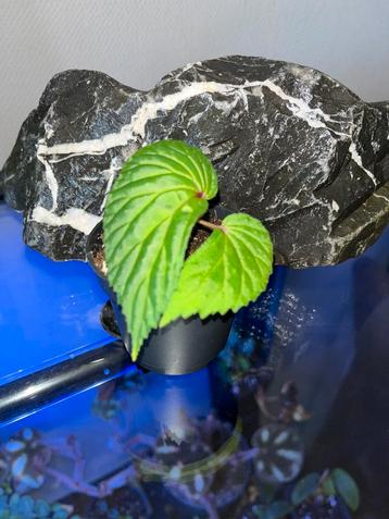 Begonia species Kalimantan beschikbaar voor biedingen