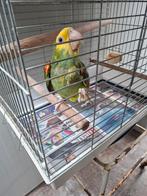 Dubbele Geelkop mutatie Fallow met rode ogen., Meerdere dieren, Papegaai, Tam