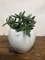 Crassula in witte pot – sterke vetplant, Ophalen, Halfschaduw, Minder dan 100 cm