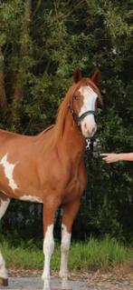 PRACHTIG UNIEK SPAN!🤩🤩, Dieren en Toebehoren, Paarden, Merrie