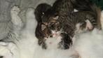 Noorse Boskat kittens
