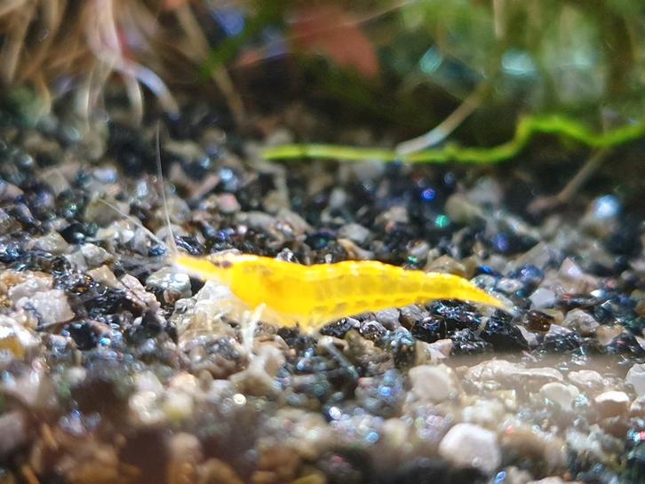 Gele garnalen, citroen garnalen Tijdelijke actie!!, Dieren en Toebehoren, Vissen | Aquariumvissen, Kreeft, Krab of Garnaal