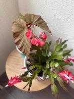 Plant, Huis en Inrichting, Kamerplanten, Ophalen of Verzenden, Halfschaduw, Minder dan 100 cm