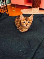 Kitten bengaals mix, Dieren en Toebehoren, Katten en Kittens | Overige Katten, Poes, Kortharig, 0 tot 2 jaar