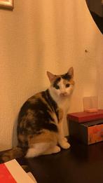 Vermist lapjespoes Bellingwolde‼️‼️, Dieren en Toebehoren, Kat