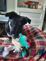 Prachtige pup Wanda ter adoptie ( x Beauceron? ), Particulier, 15 weken tot 1 jaar, Teef, Eén hond