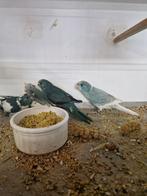 kakariki, Meerdere dieren, Parkiet, Geringd